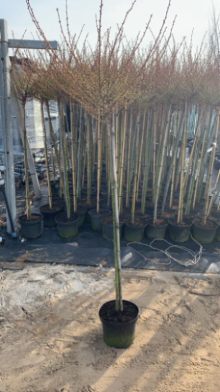 Лиственница кемпфера Мэйджик Голд штамб 120